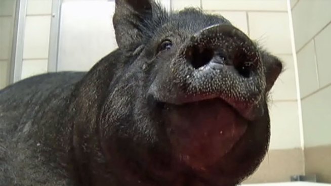 Animal control officers in Lewisville are in search of pot-bellied pigs after one was caught along the woods near Jones Street and Lakecrest Drive.