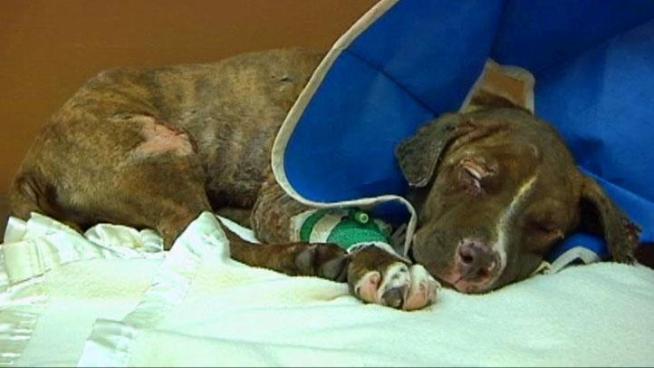 Dallas Police are looking for the people who doused a lab-terrier mix puppy with lighter fluid and set him on fire. The puppy is now known as Justice.