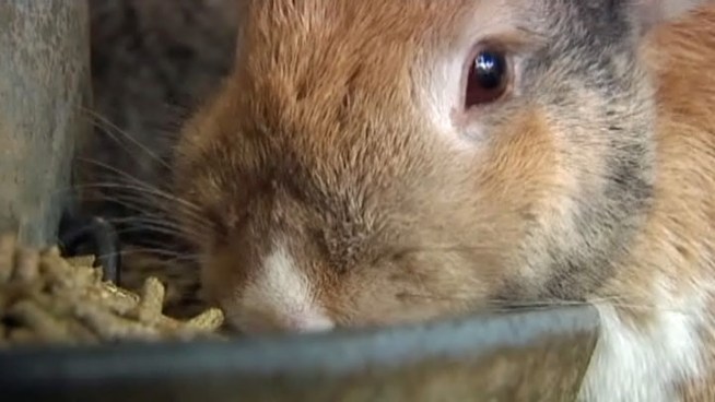 Rabbit Rescue in Denton is extremely busy with a bunny boom after dozens of rabbits were abandoned after the Easter holiday.