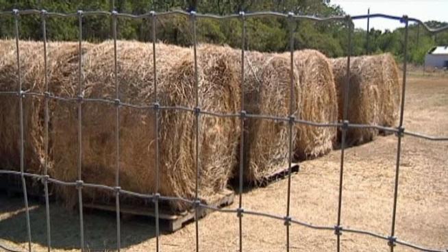 Denton County's Ranch Hand Rescue is asking the government for help with the hay shortage that threatening ranchers and their livestock.