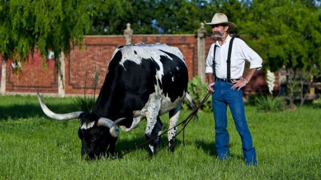 Randy Rostetter and his steer Lone Star have been fixtiures in the Fort Worth Stockyards for years, but Rostetter was killed in a weekend car crash. (Photo courtesy David J. Roth)