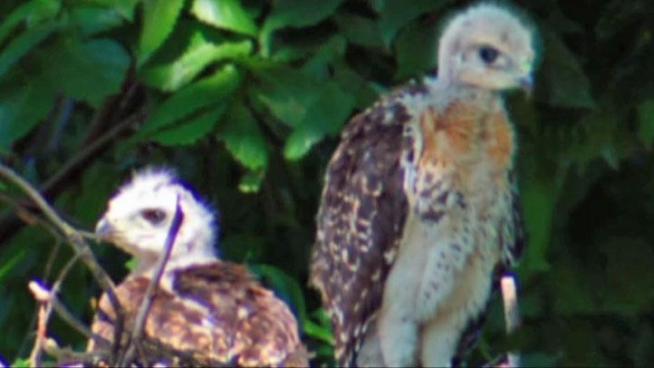A red-tailed hawk nest sits in the middle of a construction zone in Shady Shores and some residents are making sure they stay safe.