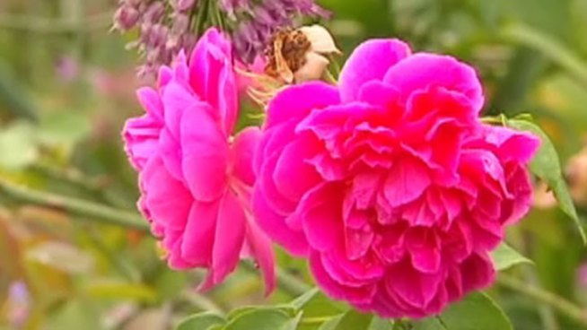 Matthew and Jacob Graff are flying to New York City where they'll be recognized by city officials for the roses they grow in Rockwall and send to Harlem to restore historic Harlem Gardens.