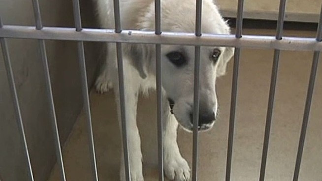 The Rockwall animal shelter is under fire from animal activists after two disease outbreaks in two weeks.