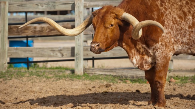 It's the end of an era for the oldest steer in the Fort Worth Herd. Sancho will no longer make the twice daily cattle drive through the streets of the Stockyards.