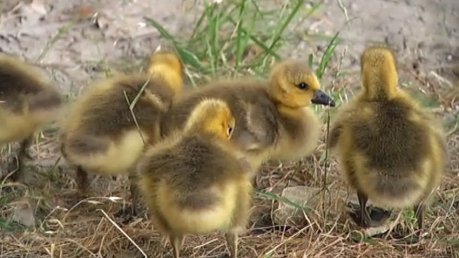 A pair of geese and their goslings were rescued from the Sam Rayburn Tollway, the wild goose chase ended when the family was moved to an animal sanctuary.