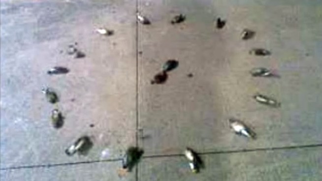 Police are investigating a dozen dead birds found on the campus of the University of Texas at Arlington. UTA student Eric Moraw took a photo and notified police.