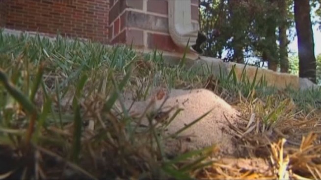 The mild winter in North Texas means bugs and insects haven't gone away and are making their way into homes even earlier this year.