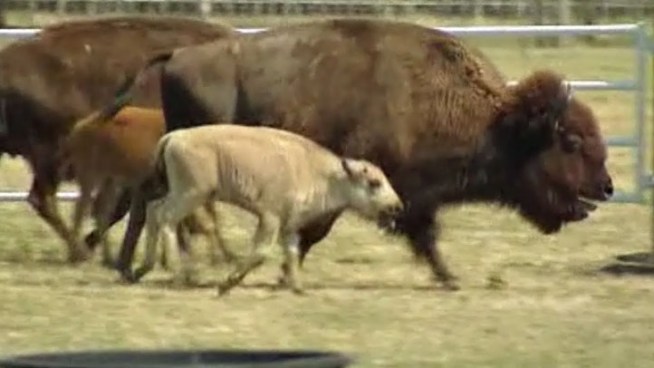 Authorities are investigating the death of a rare white buffalo on a North Texas ranch just days before the animal's first birthday. Lakota Ranch owner Arby Little Soldier says he found the buffalo, named Lightning Medicine Cloud, dead on Monday. The buffalo's mother was found dead the next day.