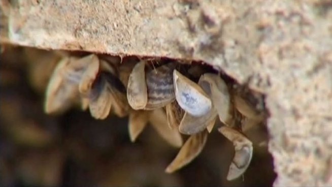 The North Texas Municipal Water District's $300 million pipeline will bring much-needed water from Lake Texoma without the danger of zebra mussel infestation.