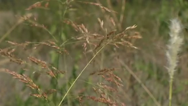 Fall allergy season is here early and many North Texans are looking for relief from the high pollen counts.