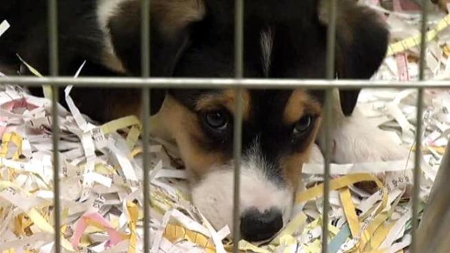 Operation Kindness will help place more than a dozen of the dogs rescued from an alleged puppy mill in Kaufman County.