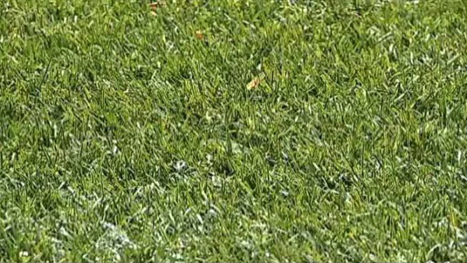 Artificial turf lawns don't need fertilizer or water, and a growing number of North Texans are installing them.