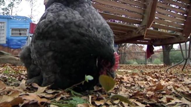 The Flower Mound Town Council is set to review a policy that bans chickens in small yards.