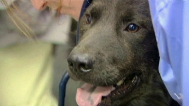 An army of veterinarians and volunteers have set up shelters and triage centers to help animals affected by the Bastrop County Complex wildfire.