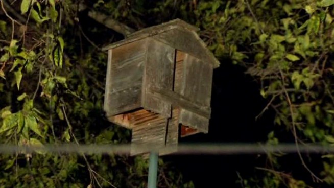 Some North Texans are putting up bat houses to attract the flying mammals, which eat mosquitoes and other insects.
