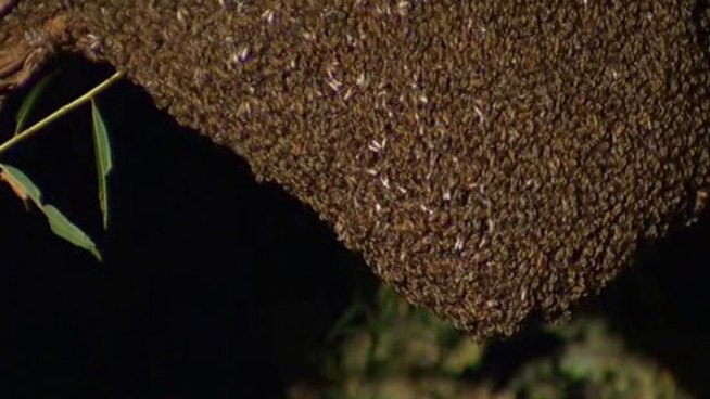 The beehive is located in some woods off Clear Lake Circle in Richardson and there could be a half million bees inside.
