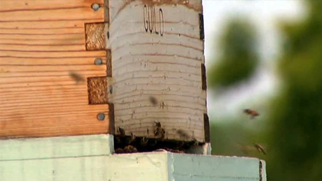 Dallas beekeepers oppose aerial spraying for mosquitoes, but state health officials say the risk to bees and animals is 