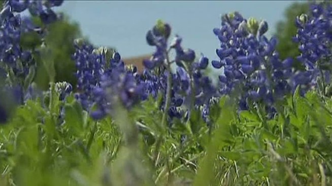 If you haven't taken your annual bluebonnet photos yet, there's still time! Sandy Anderson, chairperson of the Ennis Bluebonnet Trail, talks about the 40-miles of trails absolutely loaded with bluebonnets and wildflowers. Drive them this weekend!