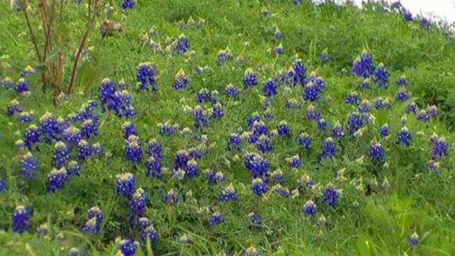 Bluebonnets have started blooming along I-30 at State Highway 360 in Arlington.
