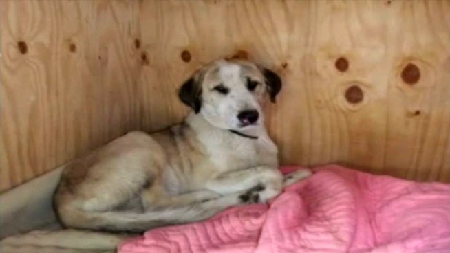 A Texas Marine helps reunite a fellow Marine with a dog he befriended in Afghanistan.