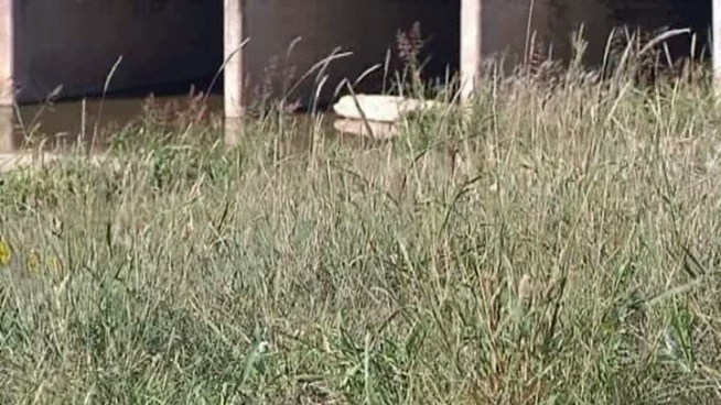 The City of Mesquite and the NAACP need $90,000 to place an official marker at the site of a cemetery hidden between a railroad track and drainage ditch since 1904.