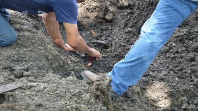 Investigators have released documents, including photos and videos, about the investigation into the death of a rare white buffalo. Investigators concluded the animal died of natural causes.