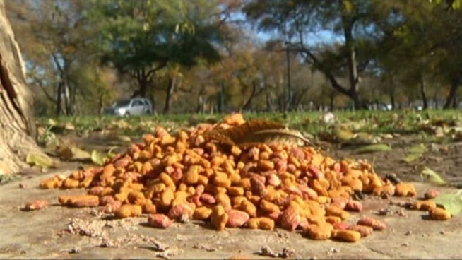 Citizens want something done about stray cats roaming through Trinity Park