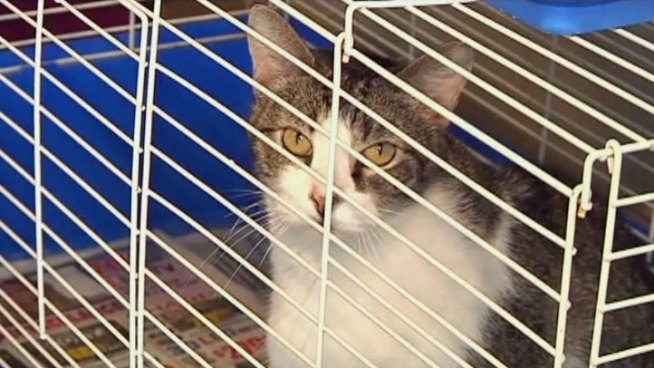 The City of Mesquite recently rescued 86 cats from a homeowner in Mesquite. The owner ran a rescue group which is illegal in a home.
