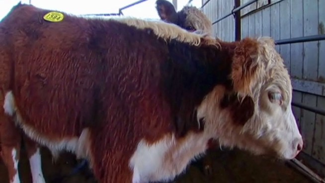 Cattle rustlers recently targeted a ranch near Mansfield, while a reward is being offered, cattle rustling is becoming more frequent in recent years according to the Texas and Southwestern Cattle Raisers Association. 