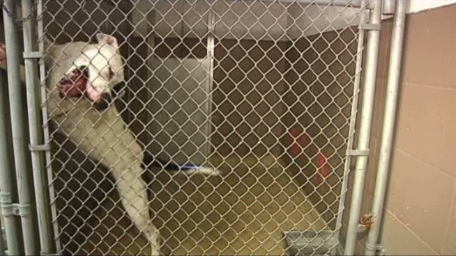 Garland aims for proactive methods to handle aggressive dogs.