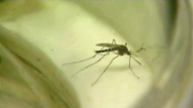 Samples of mosquitoes in Denton tested positive for West Nile Virus, which is unusual this late in the year, so the city raised its mosquito risk level to 3.