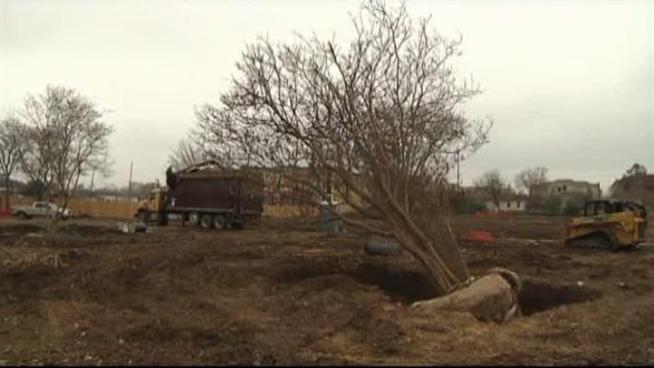 As Denton continues to develop, some arborists are working to keep the trees currently planted in construction sites from being uprooted.