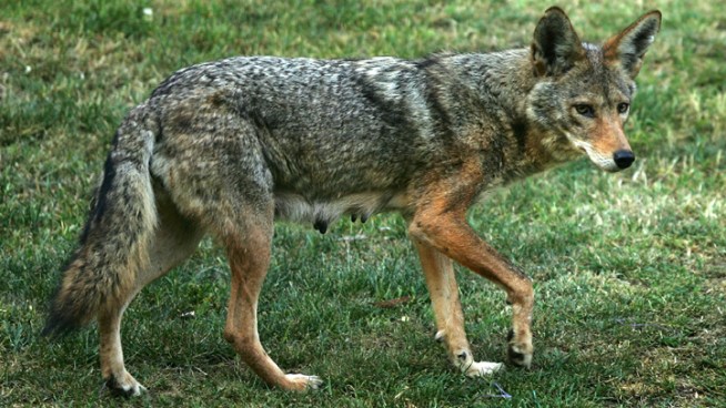 Animal experts held a coyote 101 class for <a title=