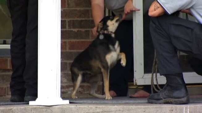 Animal Control gets about 100 reports of dog bites per month.