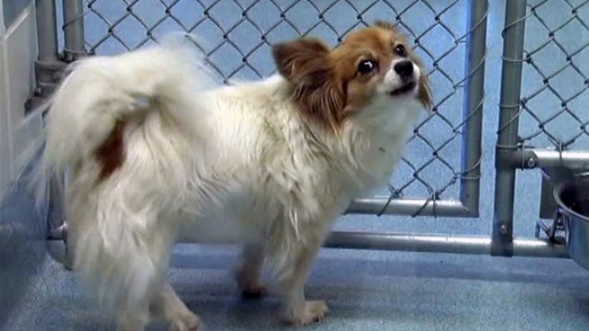 Plano is offering big discounts on dog adoptions this weekend.