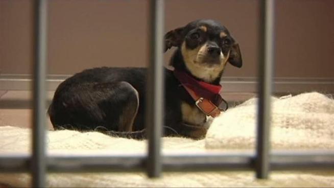 The Humane Society of North Texas is taking in about 80 stray dogs from Tuscaloosa, Alabama. It's a joint effort to help the tornado ravaged region.