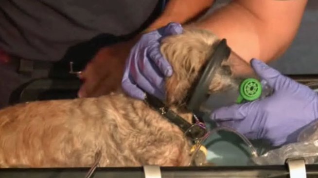A man and a dog were injured in an early-morning house fire at a home in the 900 block of Chevez Drive in Dallas Tuesday.