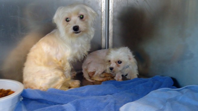 Police in Flower Mound found 51 Maltese mixed-breed dogs late Monday night along a country road near Highway 377 and Stonecrest Road. And 41 dogs -- mostly Cavalier King spaniels -- were found along a rural road near Sanger on Tuesday night.