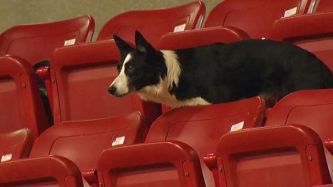 The IFCS Dog Agility World Championships is being held at the Will Rogers Coliseum in Fort Worth, and some Americans are loaning their dogs to teams that have been quarantined.