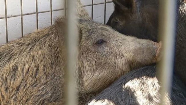 The latest neighborhood to deal with feral hogs is the River Bend Estates on the south side of the Trinity River Corridor in Fort Worth.