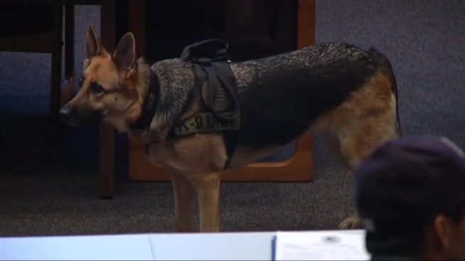 After a tragic shooting of a non-aggressive dog in May, Fort Worth's police chief is requiring all officers to receive special dog training.