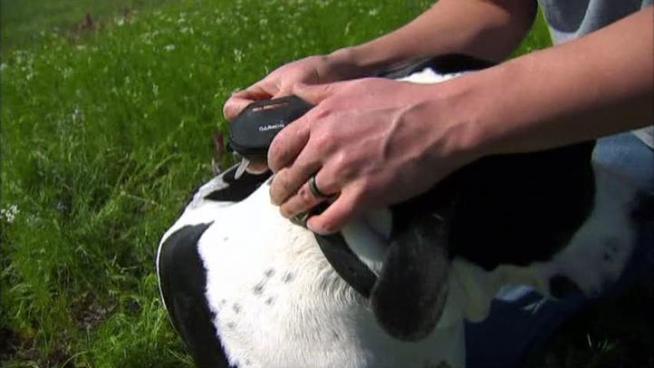 A small GPS locator that can be attached to a pet's collar lets owners track their best friend's every move.