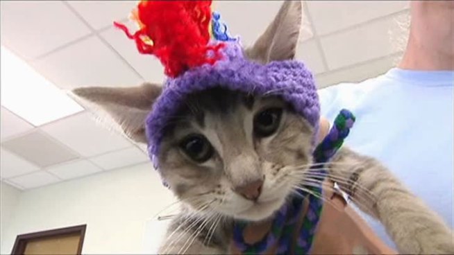 With more and more dogs needing homes, shelters are getting creative when it comes to showcasing animals ready for adoption.