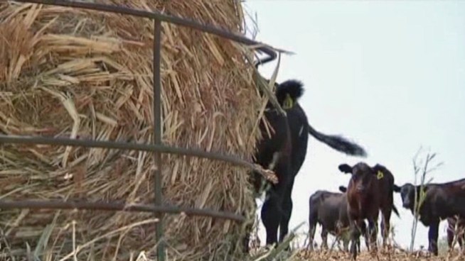 The Stockyards Championship Rodeo is wrangling in help for local farmers.