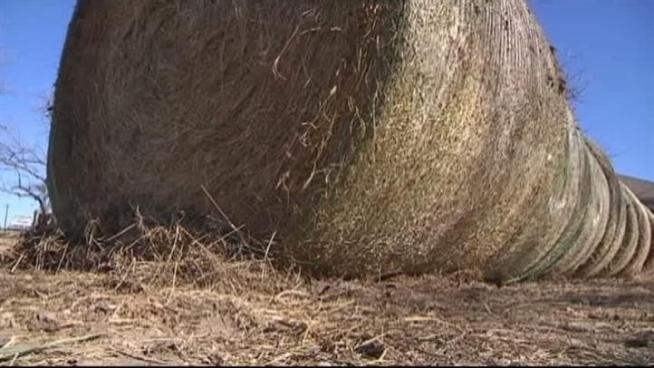 Texas ranchers can pay triple the amount for out-of-state hay.