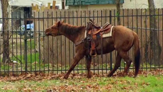 A horse that got away from its owner and ran the wrong way through the MLK parade in Dallas was corralled near a fence but not before injuring two people.