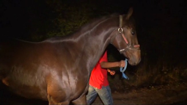 IRS leads investigation into horse training facility that some say is used for illegal horse racing.