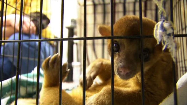 The Humane Society is caring for a kinkajou that was found near <a title=