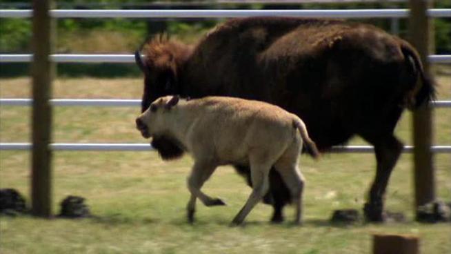 Thousands of people came from miles to attend a special naming and dedication ceremony for a white buffalo born at a Greenville ranch.